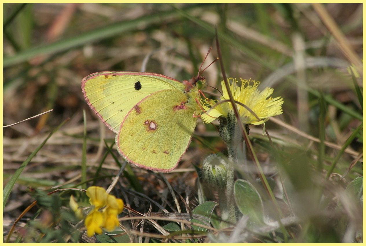 Colias......